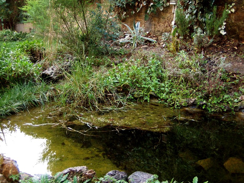 Il Laghetto del Centro di Entomologia - Piombino (LI)